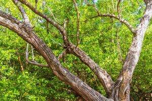 caraibico spiaggia abete palma alberi nel giungla foresta natura Messico. foto