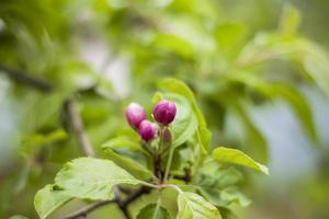 bianca fiori di un' fioritura Mela albero nel primavera avvicinamento macro nel natura all'aperto. foto