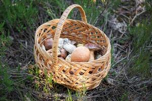 fungo boletus nel di vimini cestino. foto