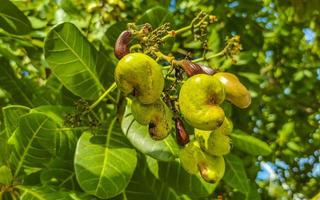 anacardio albero anacardium occidentale con maturo frutta e noccioline nel Messico. foto