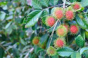 il fresco rosso colore rambutan quale è un' tropicale frutta nel Tailandia quello ha perla bianca colore carne e dolce gusto. foto