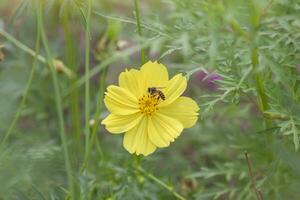 bellissimo giallo cosmo fioritura con ape è mangiare nettare a partire dal polline nel il giardino su sfocatura natura sfondo. foto