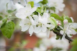 bianca fiori di un' fioritura Mela albero nel primavera avvicinamento macro nel natura all'aperto. foto