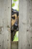 un' bellissimo cane, un' domestico cane, sega lui bastone il suo testa attraverso un' crepa nel il giardino recinzione. un' cani viso foto