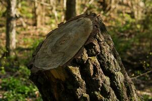 tagliare tronco albero nel il primavera mattina foresta. naturale sfondo. foto