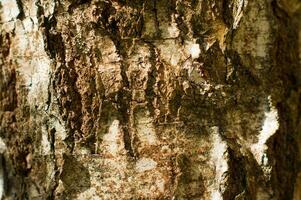 astratto naturale sfondo di albero abbaio. ruvido sfondo. foto