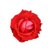 bellissimo colorato rosso Rose fiore isolato su bianca sfondo foto