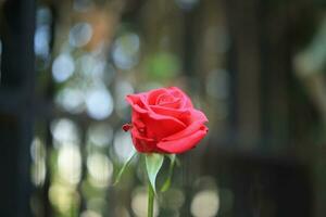 bellissimo rosso Rose fiore nel il giardino foto