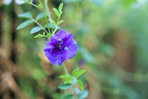 vicino su blu farfalla pisello fiore nel il giardino foto