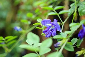 vicino su blu farfalla pisello fiore nel il giardino foto