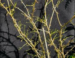 il larve di il uva spina vespa nemato ribesii distruggere il raccogliere foto