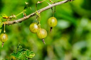 il larve di il uva spina vespa nemato ribesii distruggere il raccogliere foto