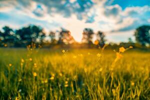 abstract soft focus tramonto campo paesaggio di fiori gialli ed erba prato caldo ora d'oro tramonto tempo di alba. primo piano tranquillo della natura di primavera estate e sfondo sfocato della foresta. natura idilliaca foto