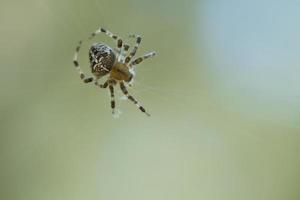 attraversare ragno strisciando su un' ragno filo. Halloween paura. un' utile cacciatore tra foto
