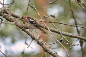 fringuello giovane su un' ramo nel il foresta. Marrone, grigio, verde piume. uccello canoro foto