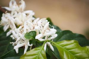 bianca caffè fiori nel verde le foglie albero piantagione vicino su foto