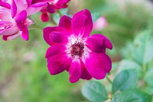 bellissimo colorato Rose fiore nel il giardino foto