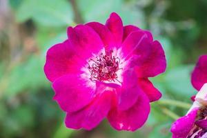 bellissimo colorato Rose fiore nel il giardino foto