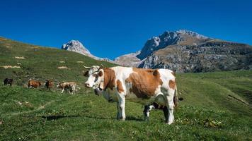 mucca al pascolo in montagna foto