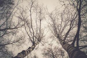 albero rami senza le foglie retrò foto