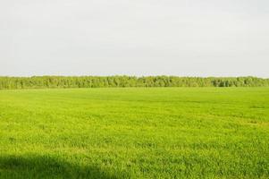 campo di verde erba e Perfetto cielo e alberi. rurale primavera paesaggio foto