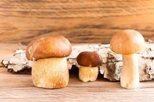 tre bianca crudo funghi su un' di legno sfondo con abbaiare fatto di Di legno. autunno composizione. davanti Visualizza. foto