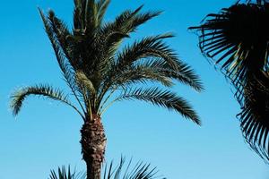 palma alberi su il vento contro un' blu cielo su il estate spiaggia, Noce di cocco albero, tropicale pianta, esotico verde palme su il isola su un' soleggiato giorno. foto