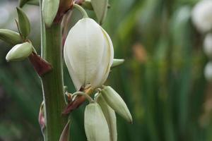 bellissimo bianca yucca fiore, fiorire palma giglio germoglio avvicinamento, decorativo palma albero fiori, sempreverde Agave petali all'aperto, pianta fiori nel il giardino, sfondo. foto