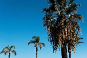 tropicale palme albero su il spiaggia nel il vento contro il blu cielo, sfondo, esotico palma alberi, Noce di cocco albero pianta nel il estate su il isola, tropico palme. foto