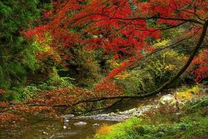 pittoresco scena di autunno nel Giappone foto