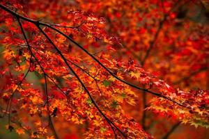 pittoresco scena di autunno nel Giappone foto