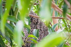 grande selvaggio miele ape pettine su albero ramo foto