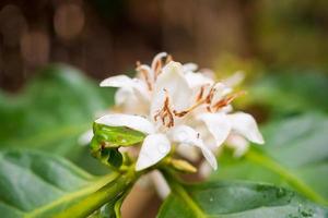 bianca caffè fiori nel verde le foglie albero piantagione vicino su foto