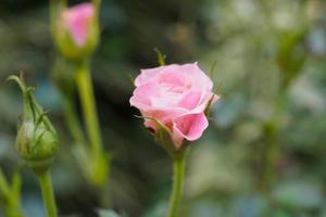 bellissimo colorato rosa Rose fiore nel il giardino foto