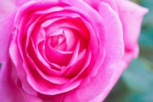 bellissimo colorato rosa Rose fiore nel il giardino foto