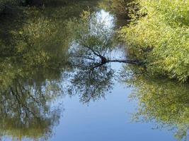 albero rami riflessa su il superficie di un' fiume foto