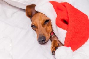 carino bassotto cane dorme nel letto a Natale nel un' Santa cappello. animali domestici per il nuovo anno foto