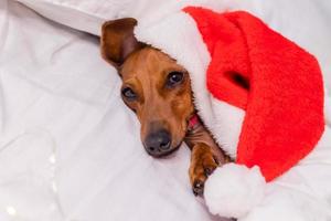 carino bassotto cane dorme nel letto a Natale nel un' Santa cappello. animali domestici per il nuovo anno foto