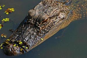 alligatore nel il bayou foto