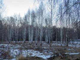 inverno foresta. Basso illuminazione. un' magro strato di neve. betulla boschetto foto