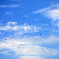 un' lotto di bianca gabbiani volare nel il nuvoloso blu cielo foto