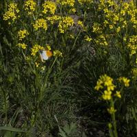 arancia mancia farfalla su un' crescione -barba volgare-, anche Barbara erba. bianca e arancia farfalla su un' giallo fiore foto