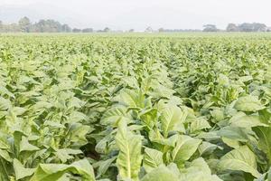 campo di nicotiana tabacco foto