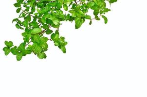 menta piperita le foglie nel giardino quale Usato suo foglia per aromatico olio, fuso nel acqua per rendere menta verde tè e cucinare come erba per cibo isolato su bianca sfondo. foto