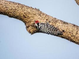 dendrocopos atratus arroccato su albero foto