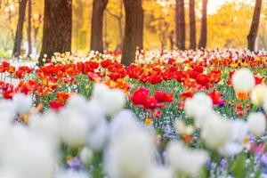 bellissimo colorato tulipani su sfocato primavera soleggiato natura paesaggio. luminosa fioritura tulipani fiore panorama per primavera natura amore concetto. sorprendente naturale primavera scena, disegno, tranquillo floreale bandiera