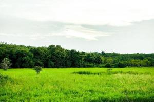 naturale di verde campo con bianca nuvole su cielo sfondo con copia spazio. foto