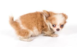 cucciolo di chihuahua su bianco foto