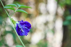 vicino su blu farfalla pisello fiore nel il giardino foto