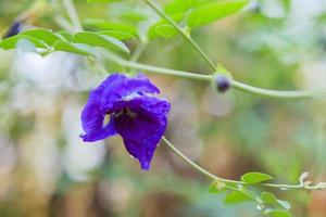 vicino su blu farfalla pisello fiore nel il giardino foto